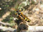Ichneumonidae